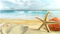 Beach with Starfish 